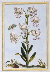 Turkscap Lily prob L. Martagan, Var: Album